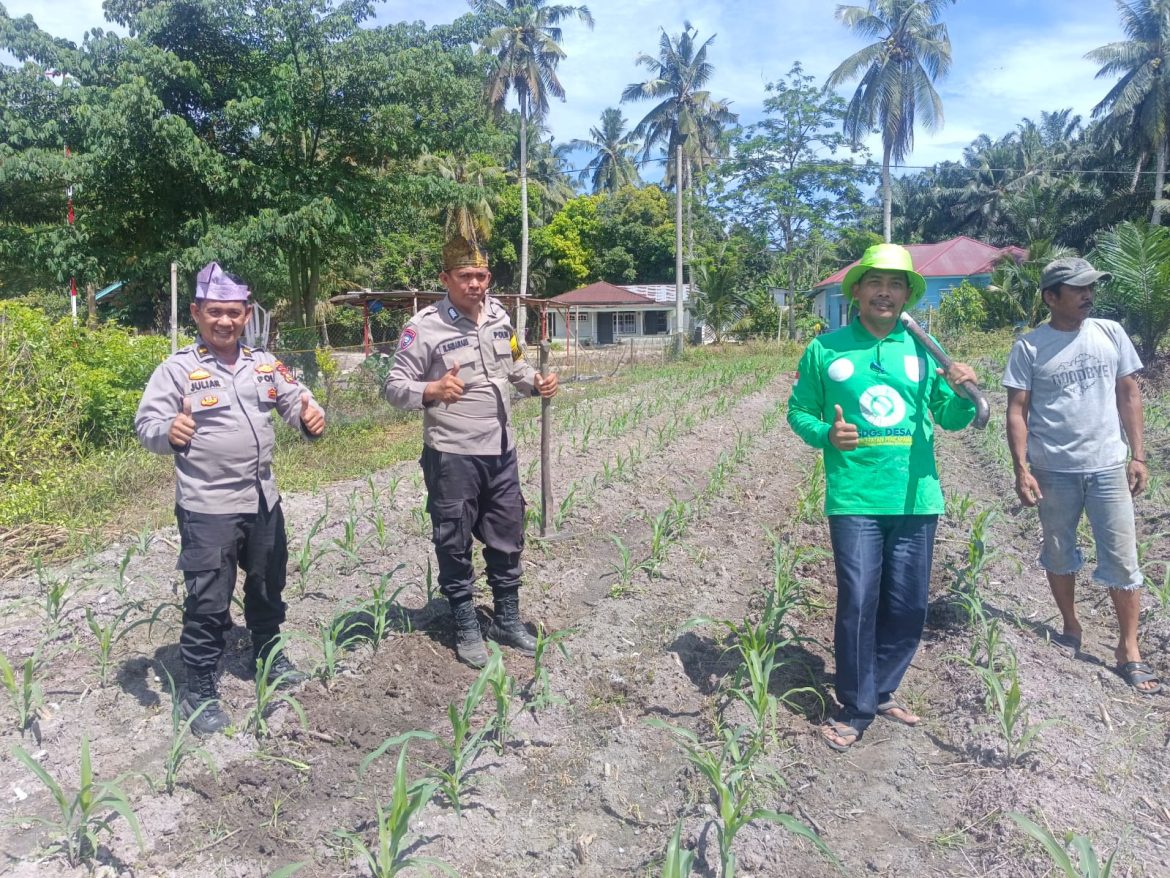Bhabinkamtibmas Polsek Kunto Darussalam Cek Perkembangan Jagung Program Ketahanan Pangan di Desa Pasir Luhur