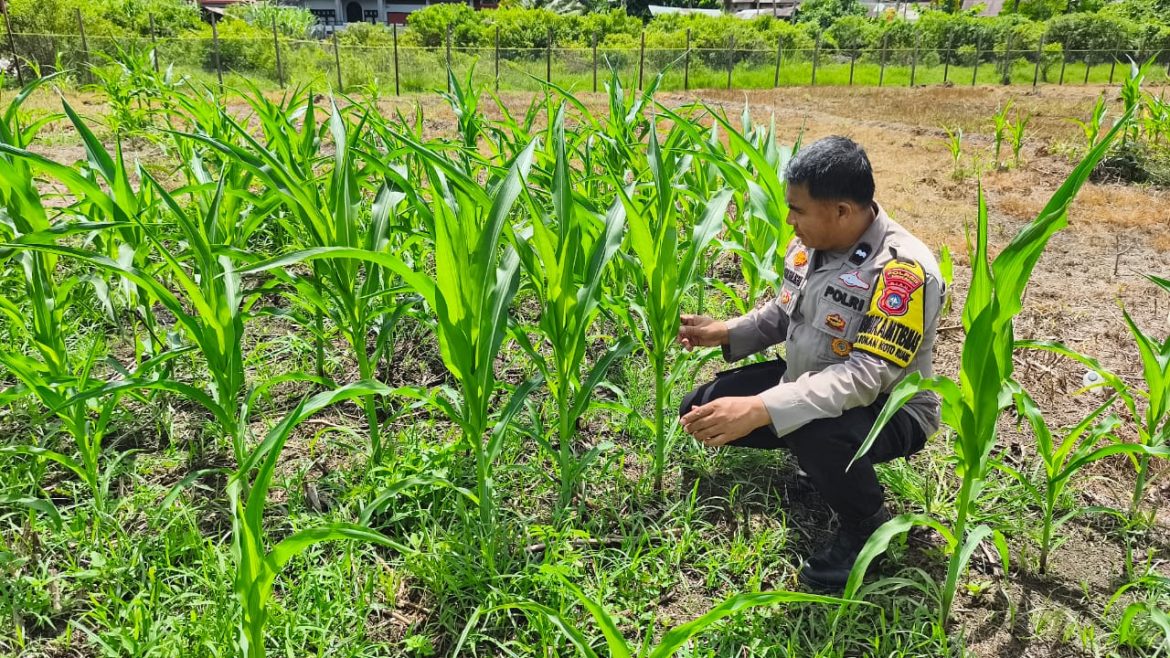Kondisi Jagung Hibrida di Koto Ruang Stabil, Polsek Rokan IV Koto Kawal Ketahanan Pangan Desa