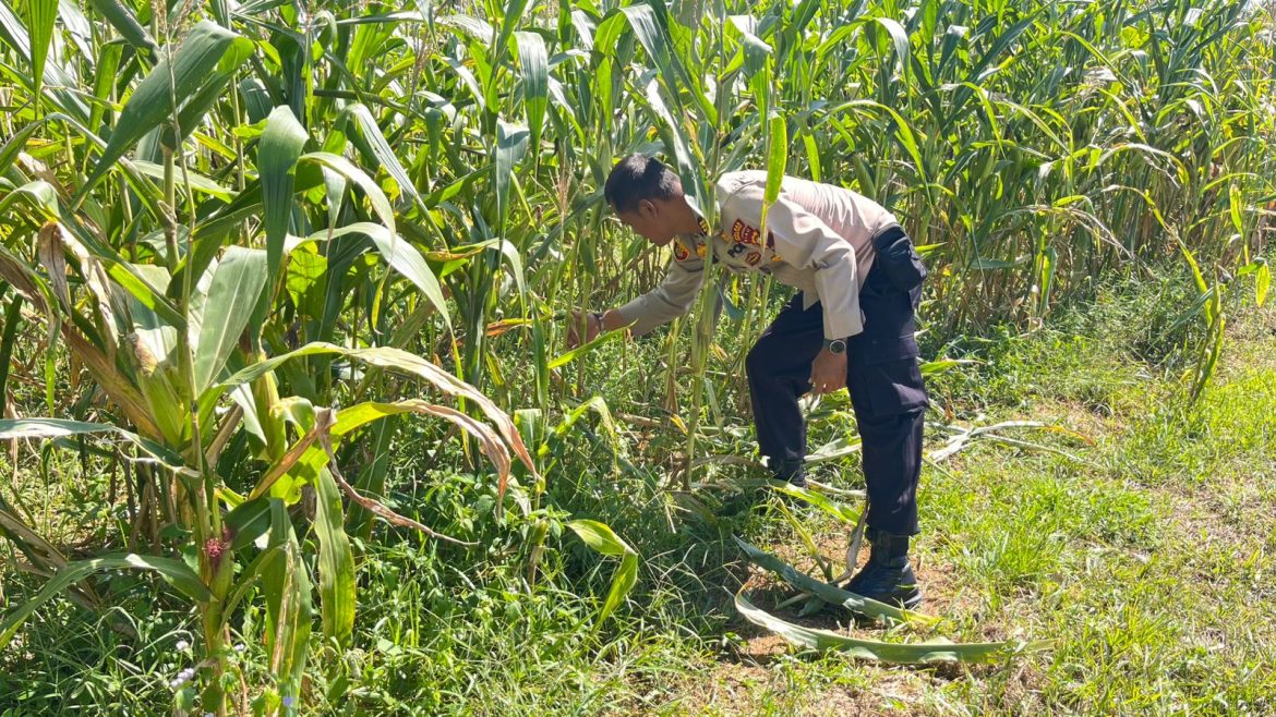 Dukung Ketahanan Pangan, Polres Rokan Hulu Pastikan Jagung Hibrida Tumbuh Optimal Jelang Panen*