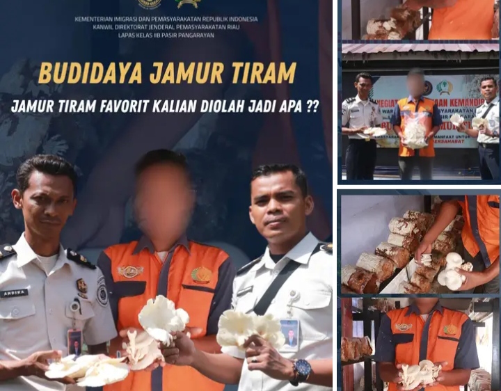 Warga Binaan Lapas Pasir Pangarayan Terus Budidaya Jamur Tiram sebagai Bekal Kemandirian*