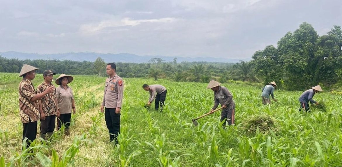 Dukung Ketahanan Pangan Nasional, Polres Rokan Hulu Cek Perkembangan Tanaman Jagung di Lahan 6 Hektare*
