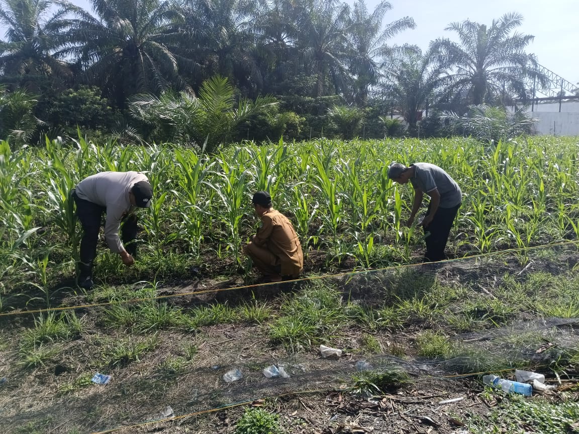 Bhabinkamtibmas Desa Pasir Luhur Lakukan Monitoring Pertumbuhan Jagung Program Ketahanan Pangan