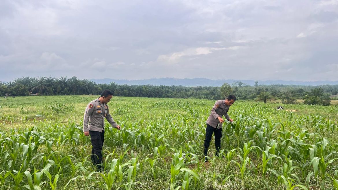 Cek Pertumbuhan Jagung 6 Hektare, Polres Rokan Hulu Perkuat Dukungan Swasembada Pangan Nasional