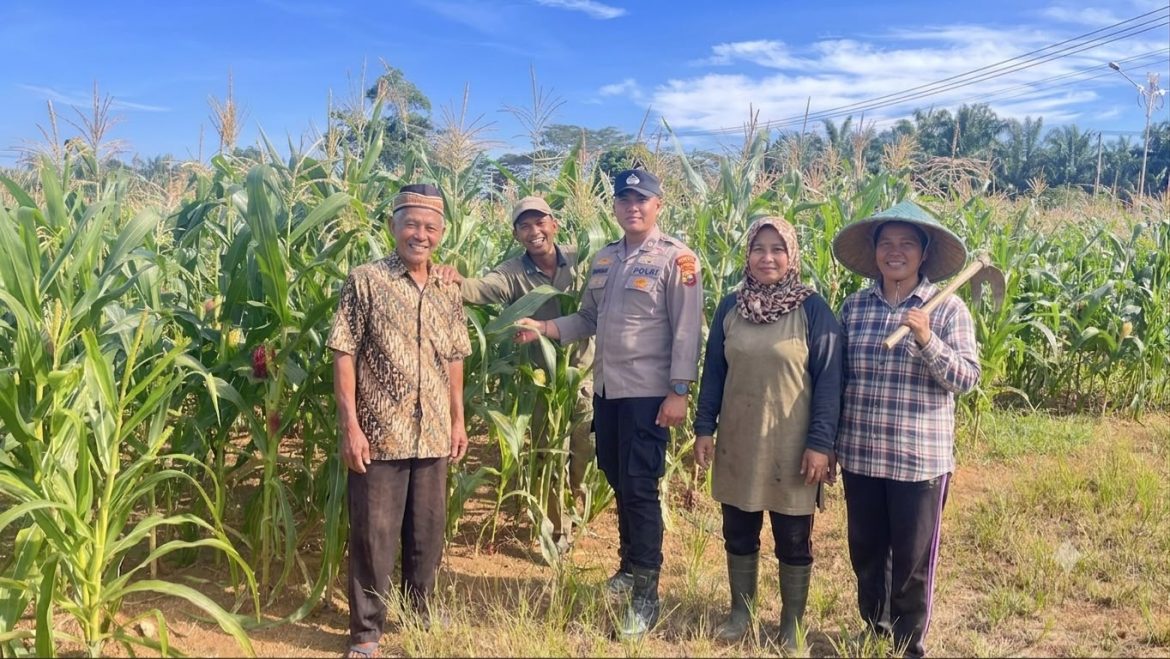 Polres Rokan Hulu Monitoring Jagung Usia 64 Hari, Opimalisasi Program Ketahanan Pangan Nasional