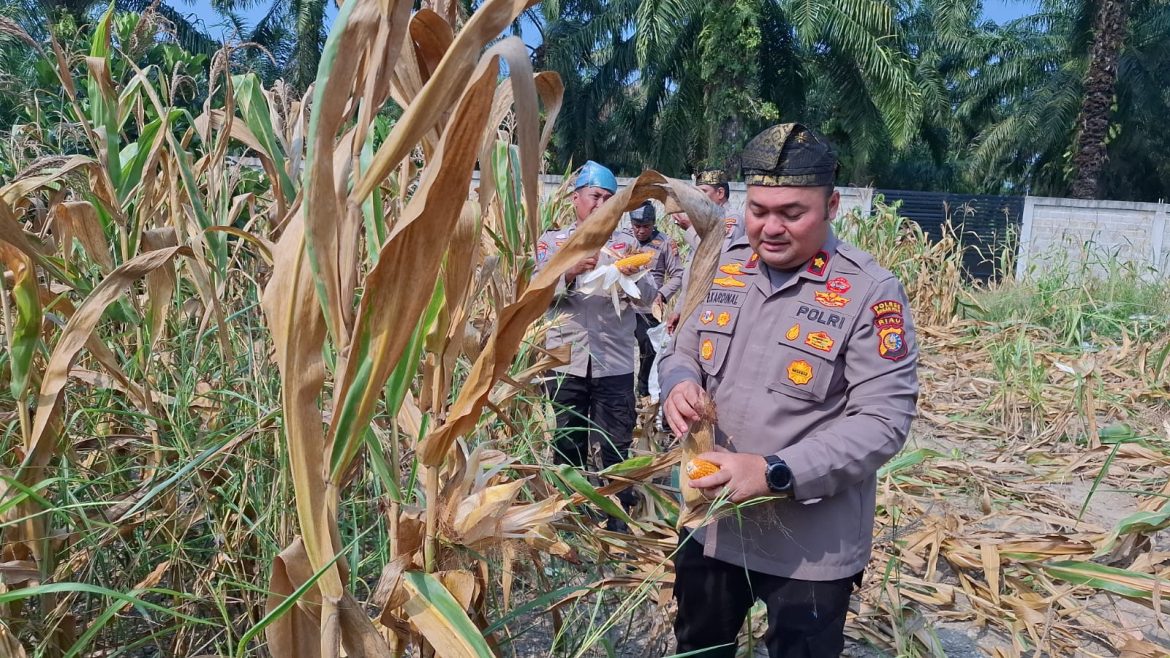 Panen Jagung Program Ketahanan Pangan, Kapolsek Ujung Batu Kompol Buyung Kardinal Turun Langsung ke Lapangan